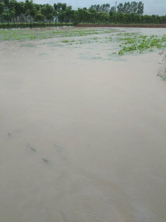 1594615569518115.png 长江流域部分棉田遭受洪涝灾害